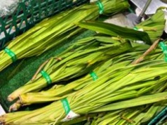 Wyglądają jak trawa, a pachną jak wanilia. W Polsce wciąż mało znane