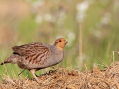 Kiedyś były wszędzie. Teraz polski ptak potrzebuje pomocy, by przetrwać
