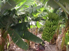 Umowa z Ekwadorem nie zaszkodzi bananom z Wysp Kanaryjskich