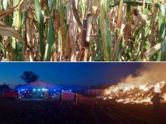 Metal w kukurydzy i spalone baloty. Rolnik walczy z niewidzialnym wrogiem