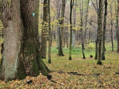 Nowy rezerwat przyrody na Podkarpaciu. „Las Zapaśny” ma chronić przyrodę i pamięć leśników