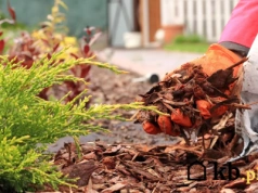 Jesienny trik na żyzną glebę — zrób to, zanim spadnie pierwszy śnieg!
