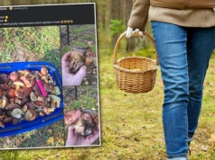 Poszła na grzyby, ale czegoś takiego się nie spodziewała. Co za "okaz"!