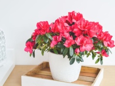 Azalia potrzebuje teraz twojej opieki. Zrób to, a bez problemu przetrwa zimę