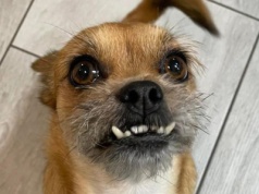 Za nami Dzień Kundelka. Zdjęcia pupili naszych Czytelników