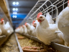 Europa mówi o dobrostanie zwierząt, a Polska milczy? Tylko 4% zgłoszeń w konsultacjach!