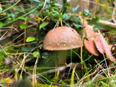 Wciąż trwa sezon na grzyby. Apel leśników