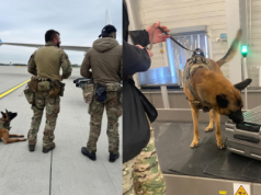 Czworonożni specjaliści w akcji. Psy służbowe szkoliły się na lotnisku w Pyrzowicach