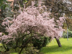 Jakby chmura nadciągnęła nad ogród. To niezwykle wytrzymały krzew