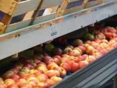 Polskie centrum dystrybucji jabłek w Egipcie. Czy taka inicjatywa nadal ma sens?