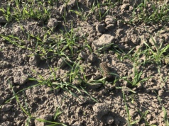 Czy terminy siewu zbóż ozimych są aktualne? Przestrzegać terminów, czy iść w kierunku opóźnień?