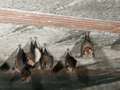 Naukowcy wkroczyli do domów w Polsce. Będą je remontować przez nietoperze