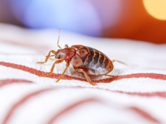 Pluskwy nie dostaną się do twojego mieszkania. Wystarczy, że zrobisz to