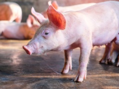 Świński dołek w Polsce i Europie – ceny świń najniższe od wielu miesięcy