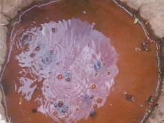 Tajemnicze bulgotanie z głębi ziemi. Mofeta w Tyliczu skrywa sekret PRL-u