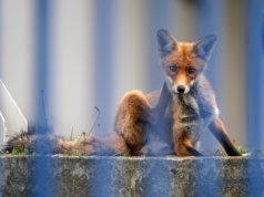 Coś odcięło Włochów od internetu. Całe miasteczko sparaliżowane na cztery dni