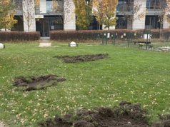 Dziki rozkopały trawniki przy Royal Wilanów. Internauci śmieją się, że szukały trufli