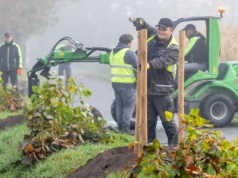 Odtwarzają zielone aleje wzdłuż dróg wojewódzkich. Gdzie w regionie sadzą drzewa?
