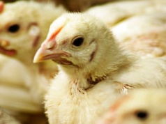 Rzekomy pomór drobiu: zagrożenie dla produkcji jaj i mięsa
