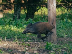 Dziki znów w centrum Wadowic — stado zauważone o świcie w Parku Miejskim