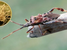 Są w ogrodzie, wchodzą do domu. Przenoszą grzyby jak z "The Last of Us"