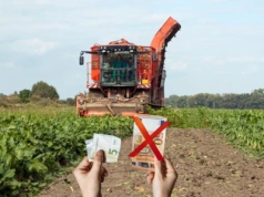 Kampania cukrownicza 2026/2027. Jaka cena w KGS za buraki cukrowe?