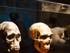 Ołów, geny i język. To dlatego wygraliśmy z neandertalczykami?