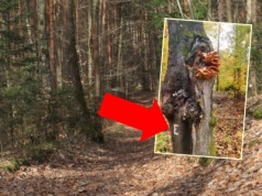 Co oznacza litera "E" na drzewie? Leśnicy wyjaśniają