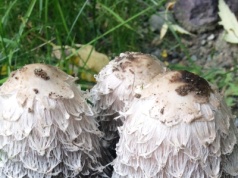 Zniechęca wyglądem i go nie zbierają. A to jadalny i smaczny grzyb