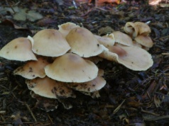 Rośnie nawet w parku, ale nikt go nie zbiera. Jest jadalny i do tego smaczny