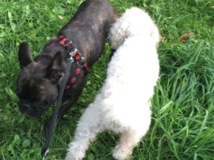 Zamrozili budowę basenu na Bemowie. Powód? Wyprowadzają w tym miejscu psy