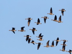 Stada ptaków lecą teraz nad Polską. Co się dzieje?