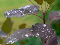 Pogoda na poniedziałek. Deszcze przelotne, ale spokojne