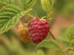 Branża jagodowa a wojna. Jak ukraińscy plantatorzy radzą sobie z produkcją owoców w warunkach zbrojnego konfliktu