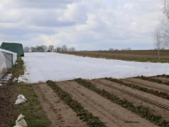 Kiedy i jak okrywać truskawki agrowłókniną na zimę? Sprawdź zalecenia i najczęstsze błędy