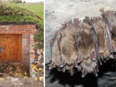 Nietoperze w luksusach? Warmia i Mazury przygotowują im „apartamenty” na czas hibernacji