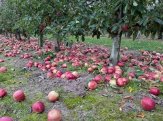 Mycie linii i przekładane awizacje – jak przetwórcy zbijają cenę