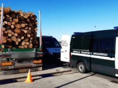 Przeważone ciężarówki z drewnem. Rekordzista ważył aż 71 ton!