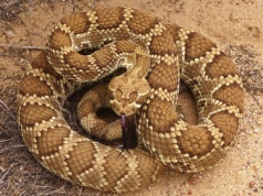 Jak polubić grzechotnika? Podglądanie zamienia ignorancję i strach w wiedzę i szacunek