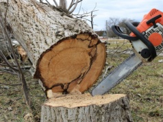 Wycinka drzew na nowych zasadach. Błąd może kosztować nawet kilkanaście tysięcy złotych