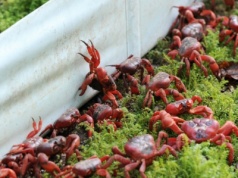 Miliony czerwonych krabów maszerują przez wyspę. Mieszkańcy chwytają za grabie