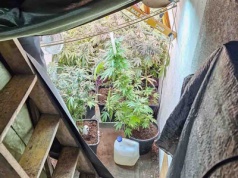 Zielona Góra. Policjanci znaleźli plantację konopi ukrytą pod garażem