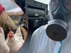 Wybuch ptasiej grypy w Niemczech. Eksperci biją na alarm: „Skutki mogą być poważne dla wszystkich”