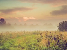 Ile kosztuje hektar łąki 2025? GUS ujawnia duże różnice w cenach