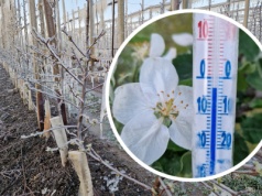 Gdzie pomoc dla sadów po przymrozkach? Ministerstwo: „będzie, ale później”