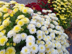 Tak zadbaj o chryzantemy, a będą pięknie wyglądać nie tylko na Wszystkich Świętych