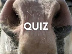 Rozpoznasz zwierzę po nosie? W tym quizie pokona cię przedszkolak