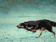 Nigdy tego nie rób podczas ataku psa. Uruchomisz w nim agresywny instynkt