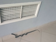 Wąż za ścianą? Niepokojące zgłoszenia z olsztyńskich bloków