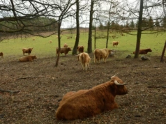 Chów otwarty lub całoroczne pastwiskowanie: kiedy nie trzeba mieć płyty obornikowej?